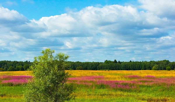 Su, Keren 아티스트의 Farmland and flower fields-Estonia작품입니다.